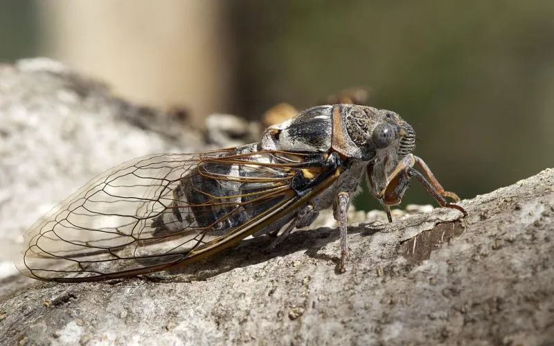 Cigale grise (Cicada orni)