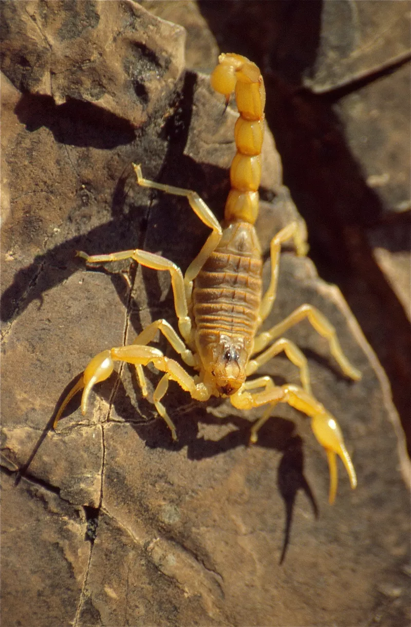 Scorpion languedocien